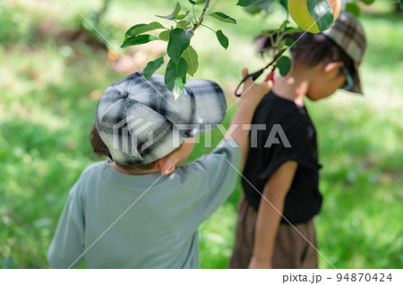 りんご狩り りんご狩り 94870424
