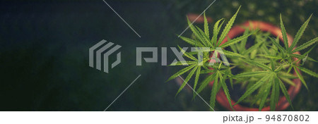 Banner Green Marijuana tree cannabis plant narcotic herbal in greenhouse. Panoramic Hemp leaf made cannabis crude oil medicine farm on sun light. CBC, THC herb agriculture Weed leaf Drug concept 94870802