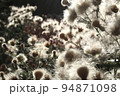 Dry flowers forest landscape. Dry flowers field, meadow. Sensual delicate beige background delicate dry aesthetic floral photo 94871098