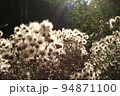 Dry flowers forest landscape. Dry flowers field, meadow. Sensual delicate beige background delicate dry aesthetic flower in the forest 94871100