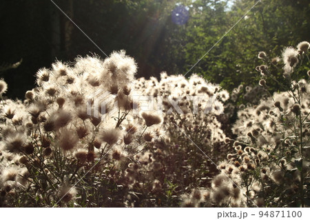 Dry flowers forest landscape. Dry flowers field, meadow. Sensual delicate beige background delicate dry aesthetic flower in the forest 94871100