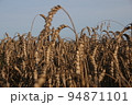 Field of wheat landscape. Natural fiel with spikelets Close up view. Rural summer nature background. 94871101