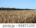 Field of wheat landscape. Natural fiel with spikelets Close up view. Beautiful summer nature background. 94871102