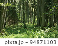Natural forest of spruce trees, rustic green natural landscape, wild forest, mystic atmosphere in the forest 94871103