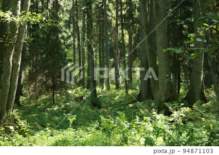 Natural forest of spruce trees, rustic green natural landscape, wild forest, mystic atmosphere in the forest 94871103