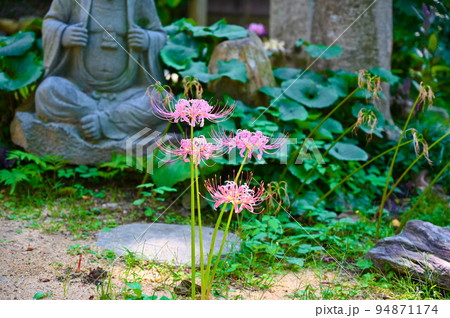 ピンクの彼岸花　香林寺　金沢市 94871174