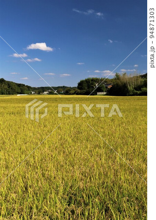 2022日本で一番幸せな町に選ばれた鳩山町の青空に雲が浮かぶ秋晴れの下で黄金色に輝く稲の美しい風景 94871303