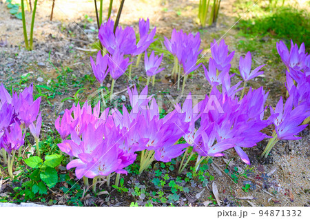 コルチカム　花　香林寺　金沢市 94871332