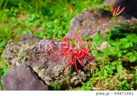 赤い彼岸花 香林寺 金沢市 赤い彼岸花 香林寺 金沢市 94871481