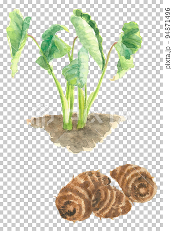 用水彩畫的芋頭葉子和收穫的芋頭插圖白背透明背景 用水彩畫的芋頭葉子和收穫的芋頭插圖白背透明背景 94871496