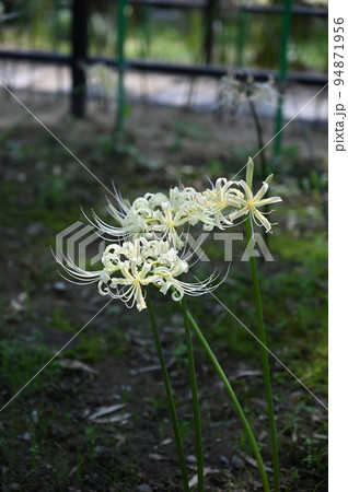 白いヒガンバナ 香林寺 金沢市 白いヒガンバナ 香林寺 金沢市 94871956