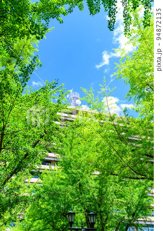 美しい緑の広場風景「県庁前風景」熊本県庁 94872135