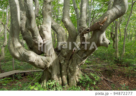 あがりこ女王　獅子ヶ鼻湿原　秋田県 94872277