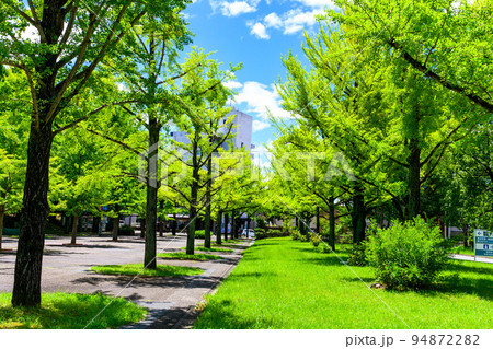 美しい緑の広場風景「県庁前風景」熊本県庁 美しい緑の広場風景「県庁前風景」熊本県庁 94872282