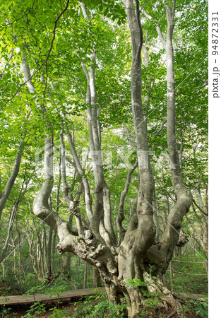 あがりこ女王　獅子ヶ鼻湿原のブナ　秋田県 94872331