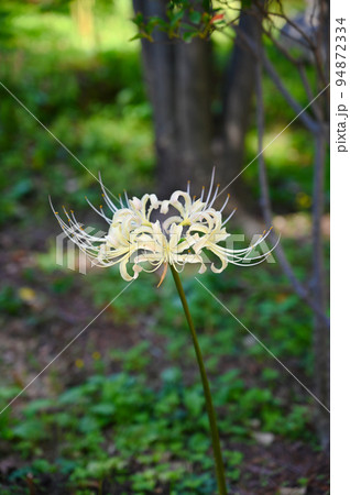 白い彼岸花　秋　香林寺　金沢市 94872334