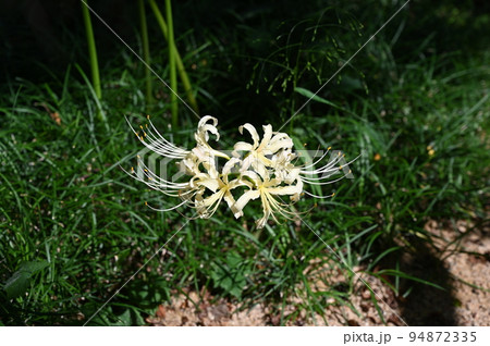 白い彼岸花　秋　香林寺　金沢市 94872335