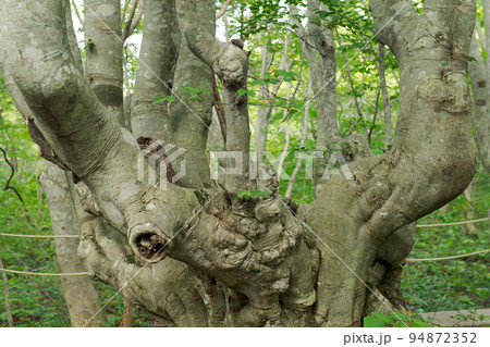 あがりこ女王　獅子ヶ鼻湿原のブナ　秋田県 94872352