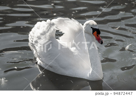 White swan on the lake. white Swan floats on the dark water of the lake. Mute Swan, Cygnus olor White swan on the lake. white Swan floats on the dark water of the lake. Mute Swan, Cygnus olor 94872447
