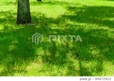 美しい緑と影　風景「県庁前風景」熊本県庁 94872921