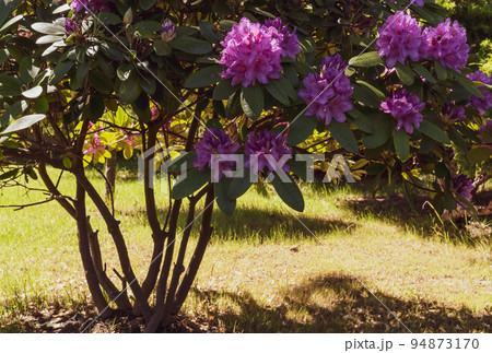 Rhododendron flowers in the summer garden Rhododendron flowers in the summer garden 94873170