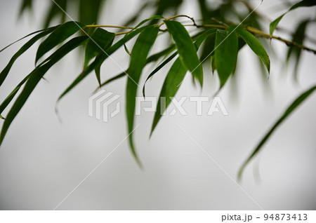 白背景の笹の葉 94873413