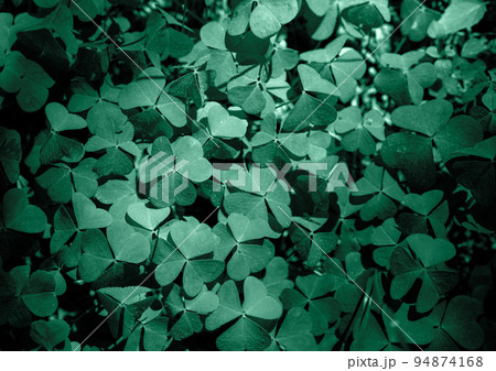 Shamrock Clover Natural dark Background. Natural green background. Plant and herb texture. Green clover leaves for natural cosmetics Shamrock Clover Natural dark Background. Natural green background. Plant and herb texture. Green clover leaves for natural cosmetics 94874168
