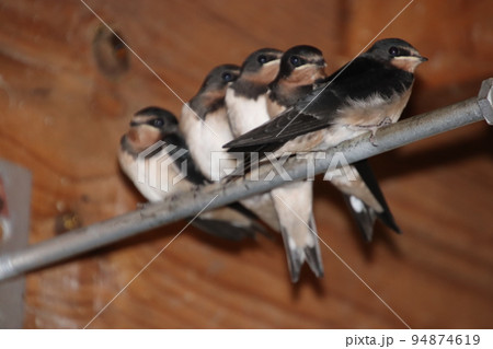 親鳥を待つ燕の子供達 94874619