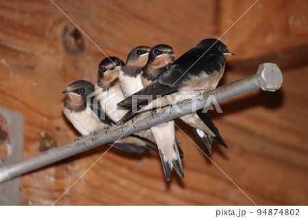 親鳥を待つ燕の子供達 94874802