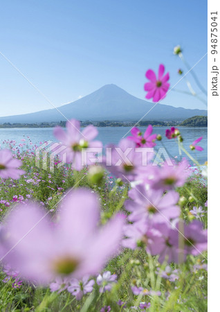 富士山とコスモス(河口湖) 富士山とコスモス(河口湖) 94875041