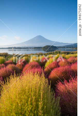 富士山とコキア（色づき始め） 94875042