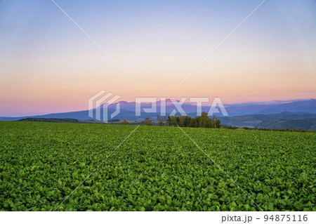 就実の丘からみた夕暮れの大雪山連峰旭岳　北海道旭川市 94875116