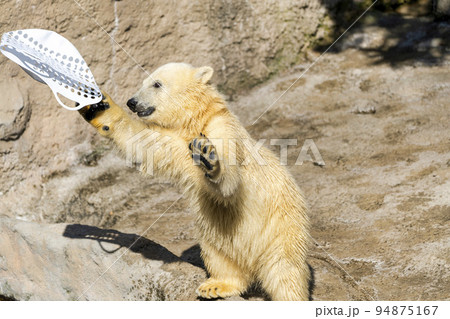 動物園の風景　やんちゃに遊ぶホッキョクグマの子供　北海道旭川市 94875167
