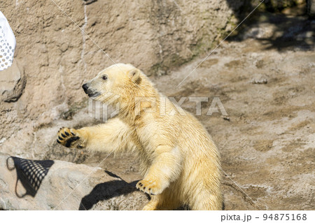 動物園の風景 やんちゃに遊ぶホッキョクグマの子供 北海道旭川市 動物園の風景 やんちゃに遊ぶホッキョクグマの子供 北海道旭川市 94875168