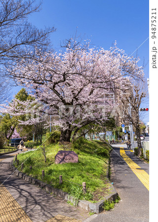 新宿区「戸山公園」の石碑と満開の桜の木 94875211
