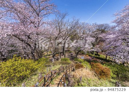 桜咲く戸山公園・箱根山展望台からの眺望 94875229