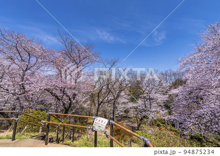 桜咲く戸山公園・箱根山展望台からの眺望 94875234