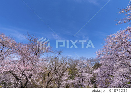 桜咲く戸山公園・箱根山展望台からの眺望 94875235