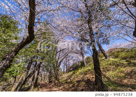 新宿区「戸山公園」・桜咲く箱根山の風景 94875238