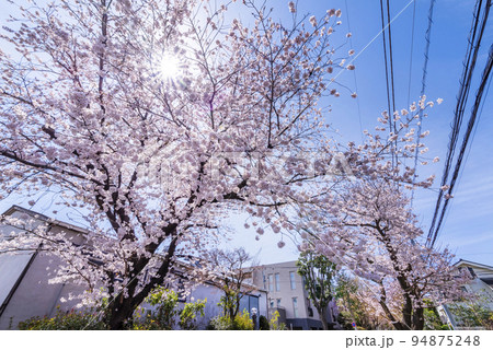 世田谷区・用賀三条通りの桜 世田谷区・用賀三条通りの桜 94875248