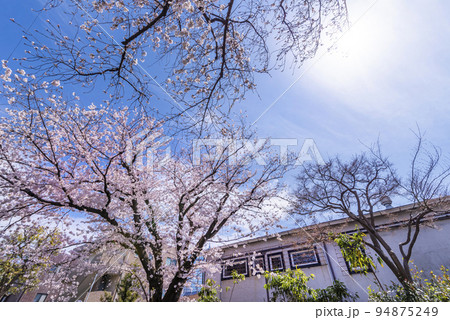 世田谷区・用賀三条通りの桜 世田谷区・用賀三条通りの桜 94875249