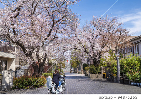 世田谷区・用賀三条通りに咲く桜 94875265