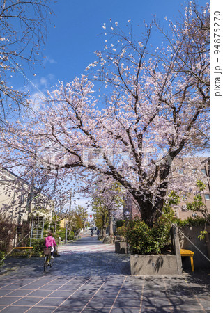 世田谷区・用賀三条通りに咲く桜 世田谷区・用賀三条通りに咲く桜 94875270