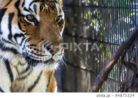 動物園の風景　歩き回るアムールトラ　北海道旭川市 94875324