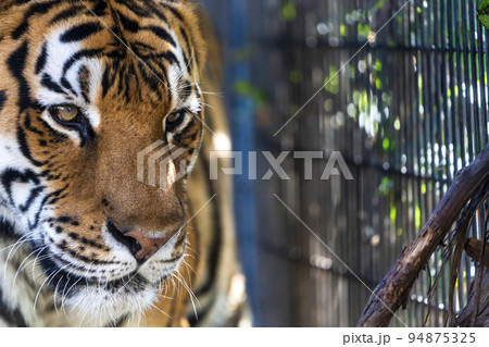 動物園の風景　歩き回るアムールトラ　北海道旭川市 94875325