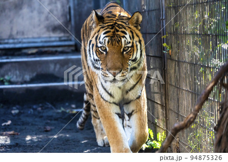 動物園の風景 歩き回るアムールトラ 北海道旭川市 動物園の風景 歩き回るアムールトラ 北海道旭川市 94875326