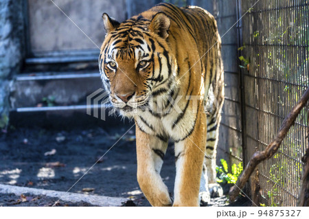 動物園の風景 歩き回るアムールトラ 北海道旭川市 動物園の風景 歩き回るアムールトラ 北海道旭川市 94875327