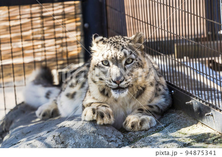 動物園の風景　座り込むユキヒョウ　北海道旭川市 94875341