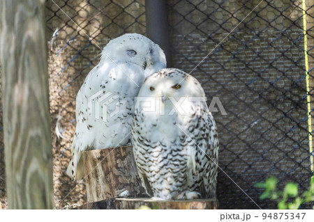 動物園の風景　シロフクロウのコンビ　北海道旭川市 94875347