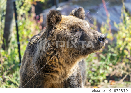 動物園の風景 エゾヒグマ 北海道旭川市 動物園の風景 エゾヒグマ 北海道旭川市 94875359